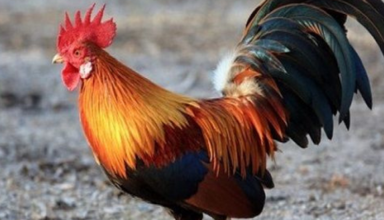 France passes Cock law